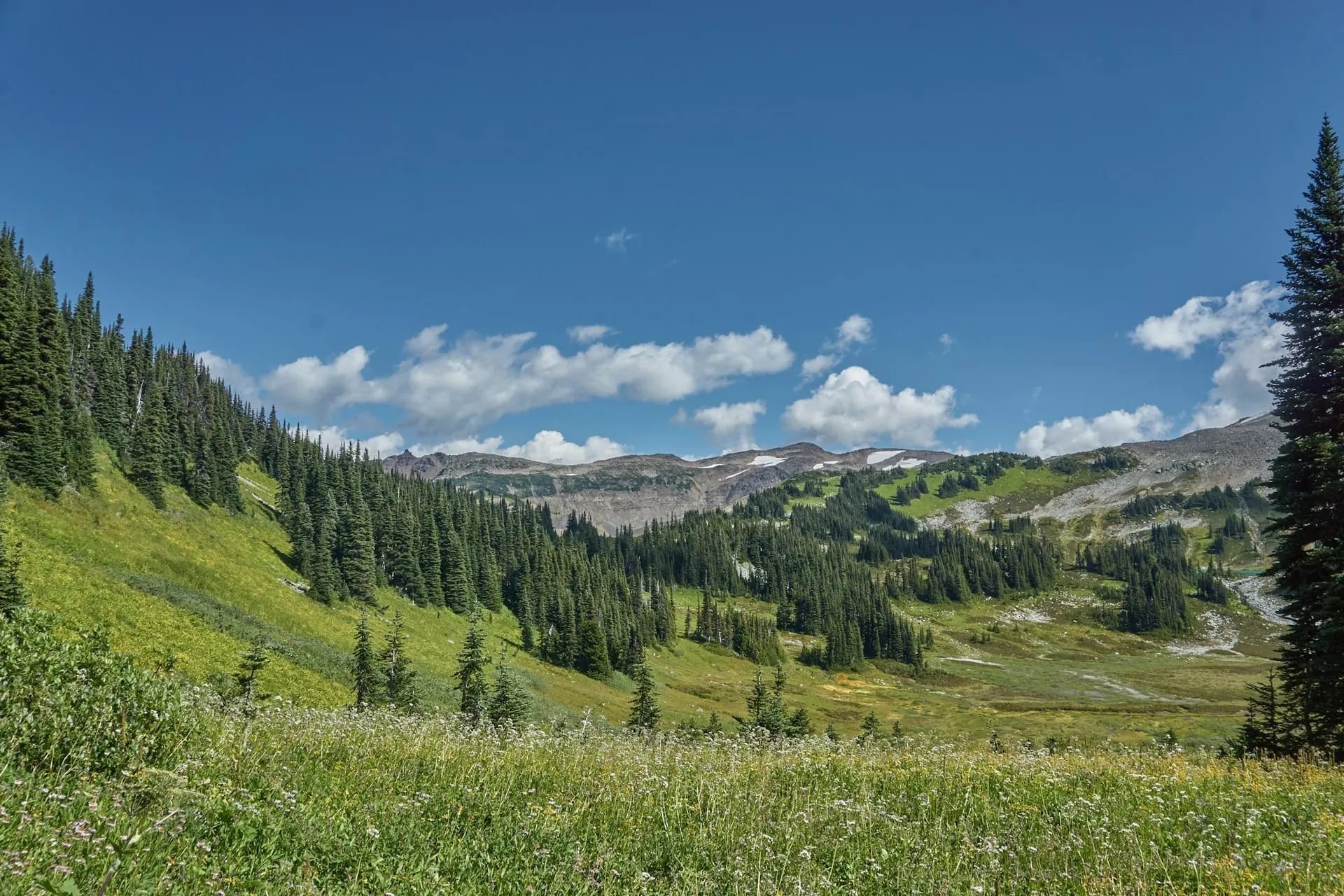 Alpine meadow with wildflowers and conifers in the Bulkley Valley