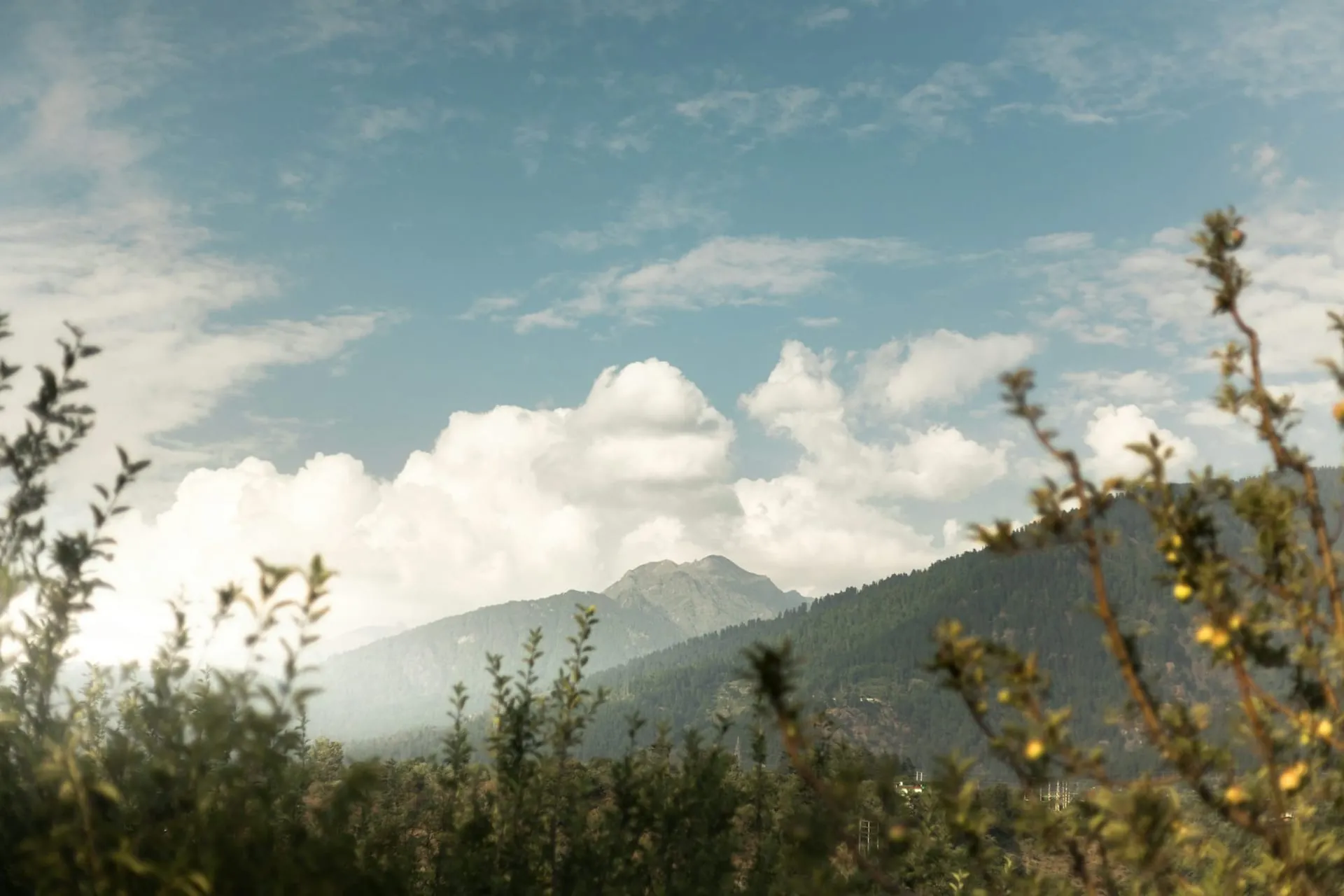 Mountain peak with summer wildflowers in the Bulkley Valley near Smithers