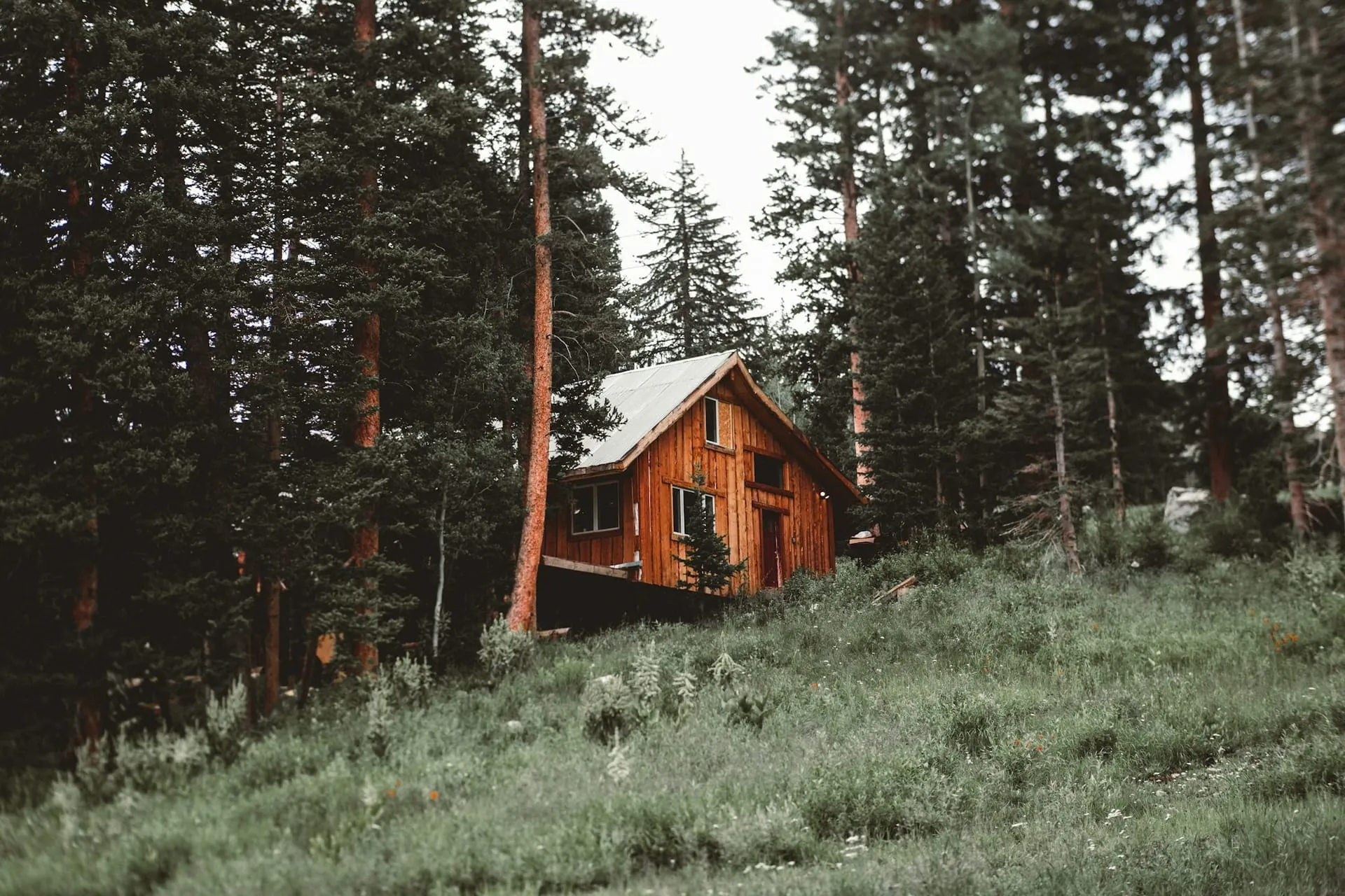 Rustic log cabin in a conifer forest clearing near Thornhill