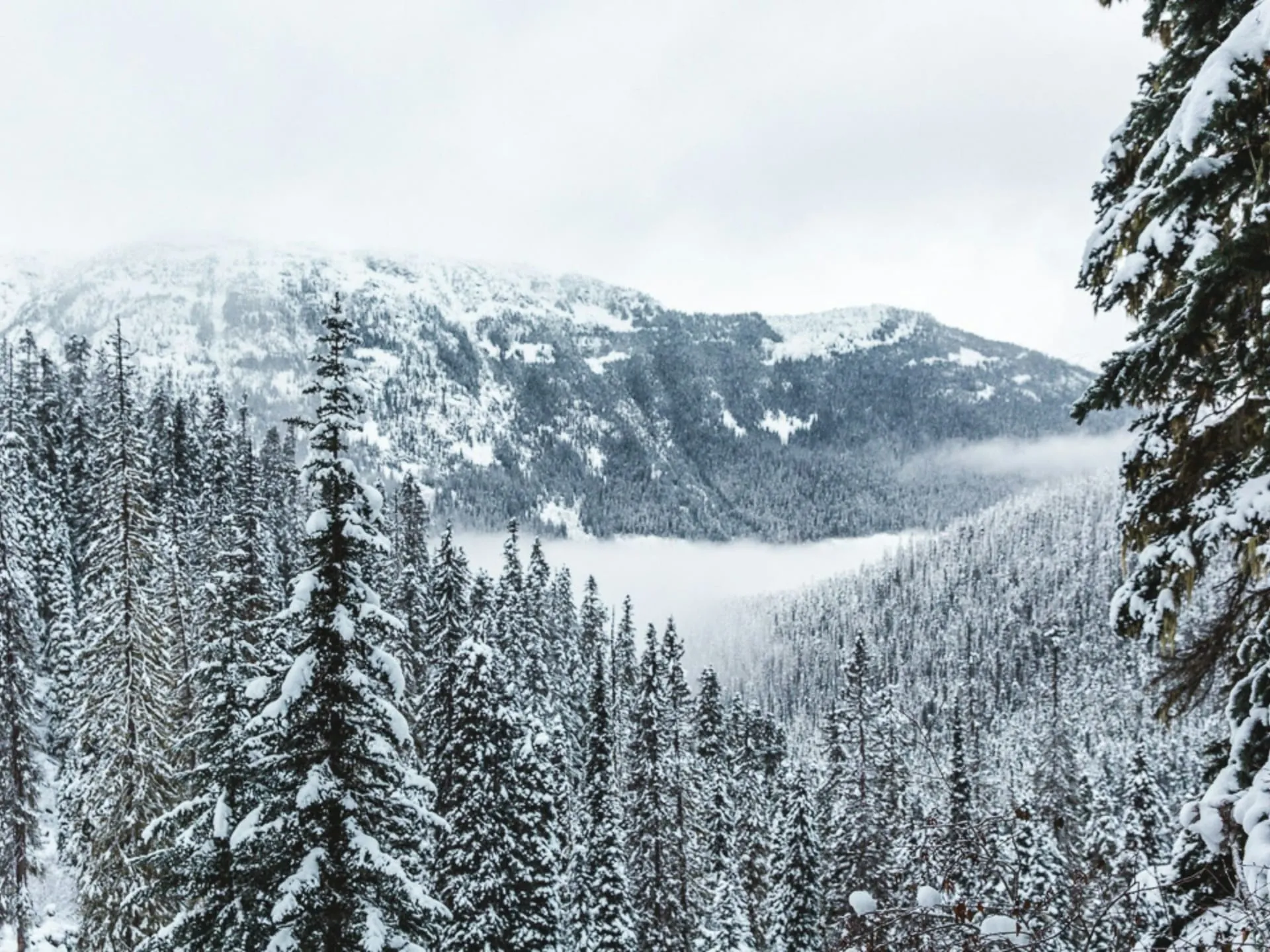 Snow-covered mountain valley in winter fog, Skeena region