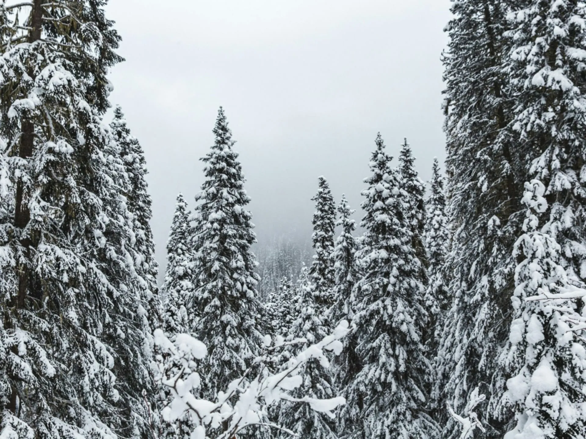 Cold-Weather Photography: A Field Guide from a Northern BC Winter