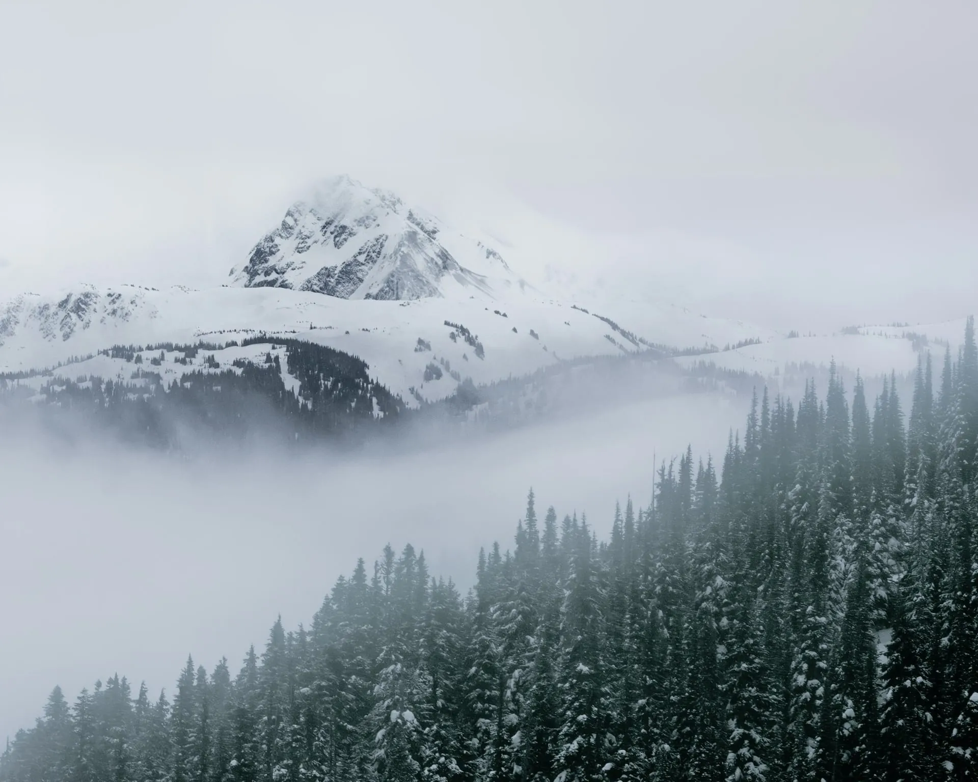 Snow mountain fog winter conifer forest coastal